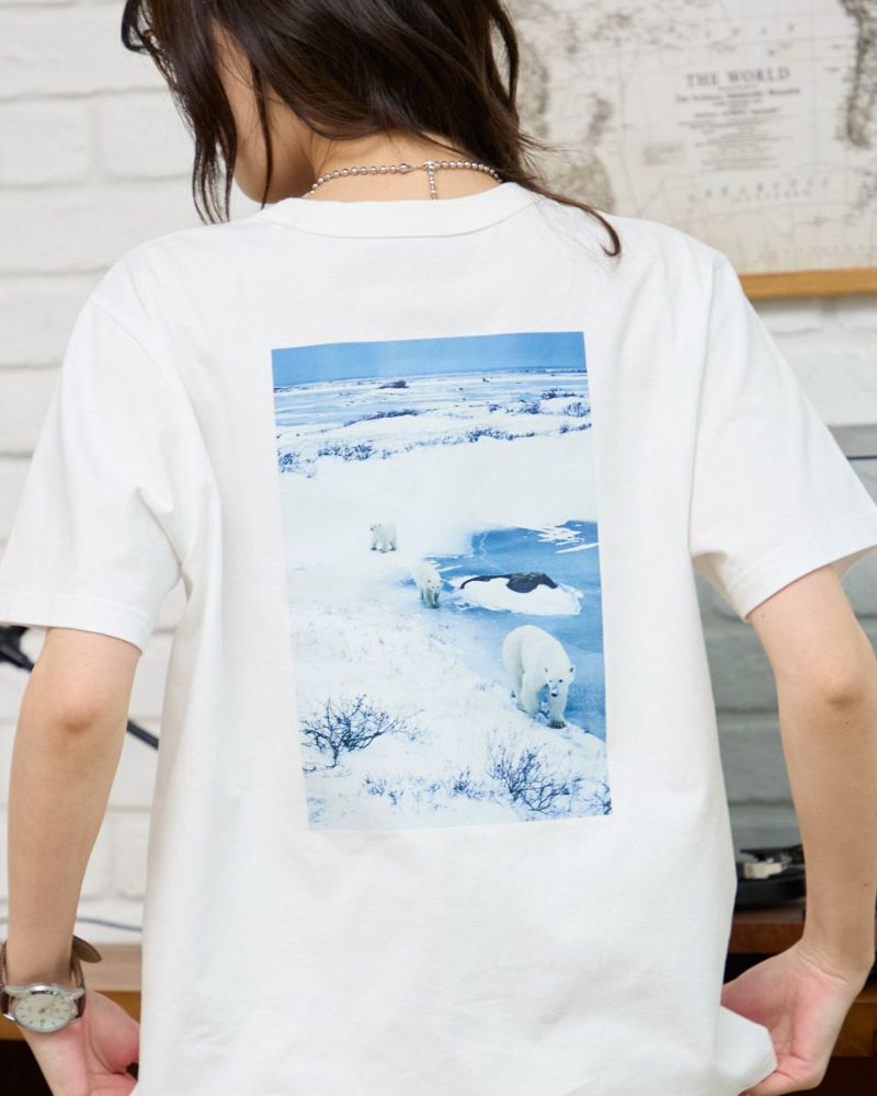 Golden BearシロクマTシャツ | ゴールデンベアストア